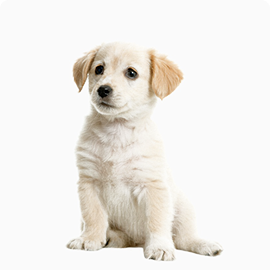 Jennifer is a sweet 2 months old Labrador that is patiently waiting to find a new forever home. This girl really enjoys being able to go outside to run and play, but won't hesitate to play up a storm in the house if she has all of her favorite toys.
