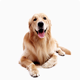 Woody is a handsome 3 1/2 year old boy. Woody does know basic commands and is a smart pup. Since he is on the stronger side, he will learn a lot from your training. Woody will be happier when he finds a new family that can spend a lot of time with him.